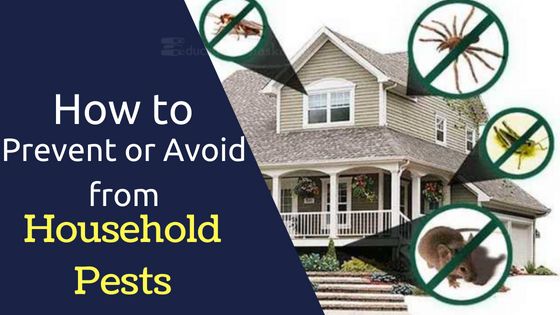 how to prevent or avoid from Household Pests dangerous