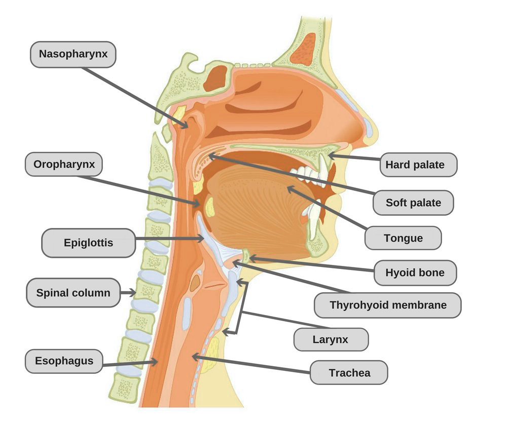 human neck internal structure